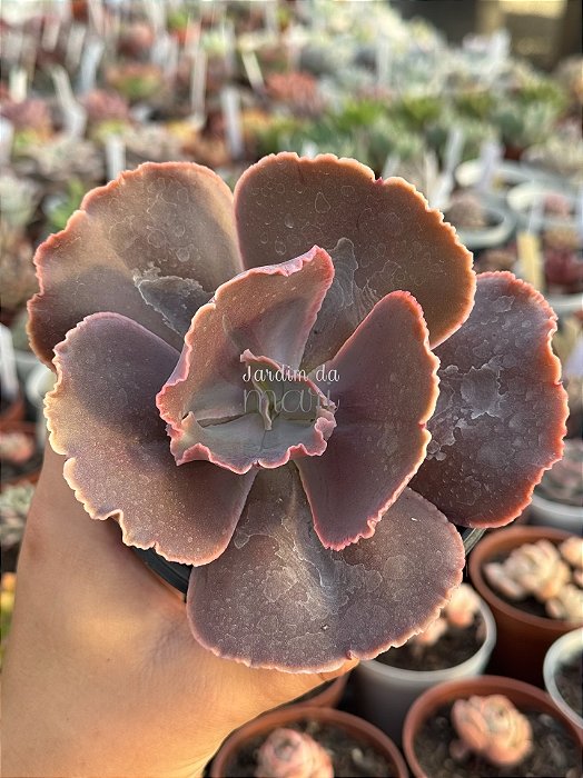 Echeveria champagne purple G