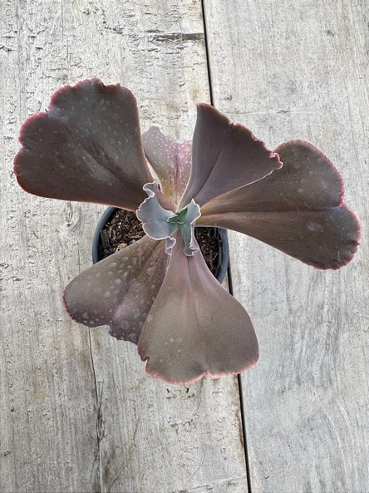 Echeveria champagne purple G