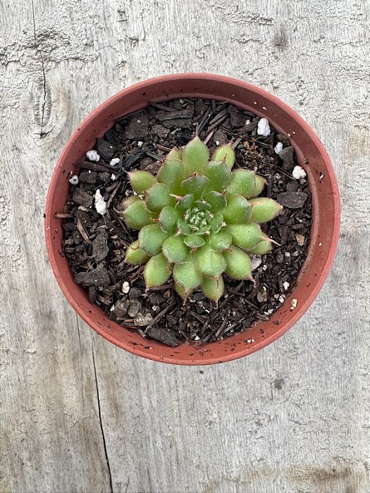 Echeveria iona