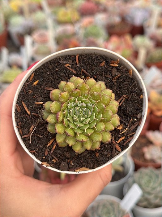 Echeveria iona