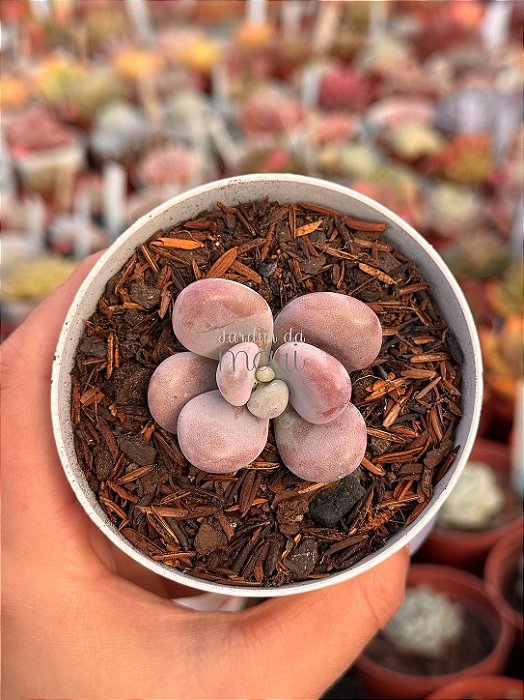 Graptopetalum amethystinum (sem raiz)