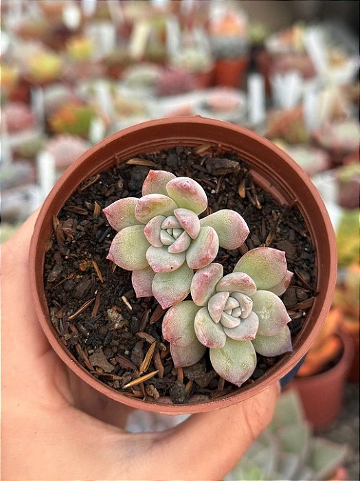 Graptoveria milky way