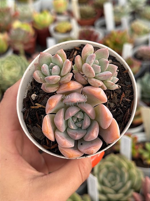 Graptoveria milky way