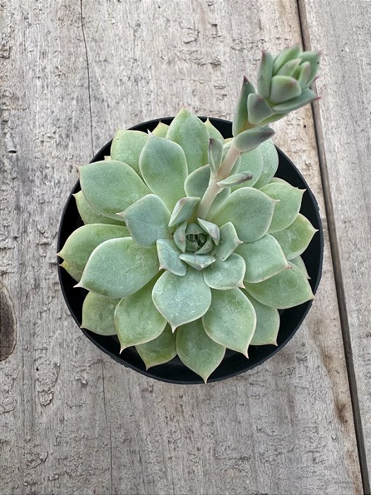 Echeveria van breen
