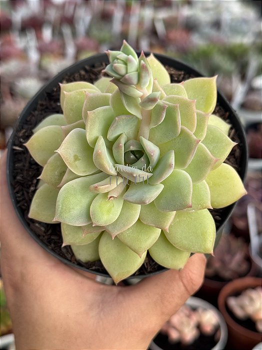 Echeveria van breen