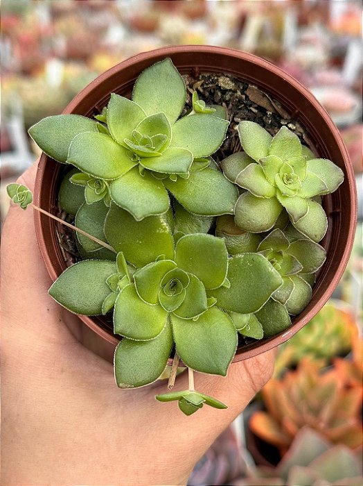 Crassula orbicularis