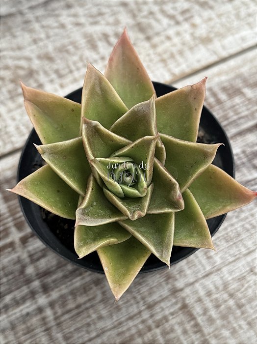 Echeveria rubella