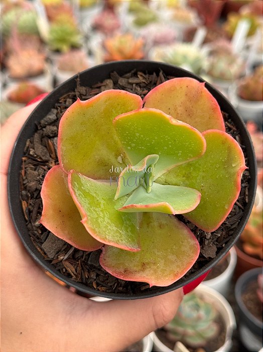 Echeveria híbrida M10 (sem raiz)