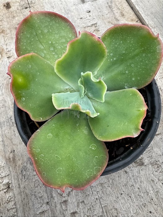 Echeveria híbrida M10