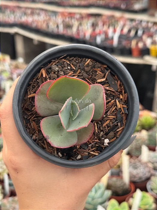 Echeveria gigantea