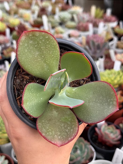 Echeveria gigantea