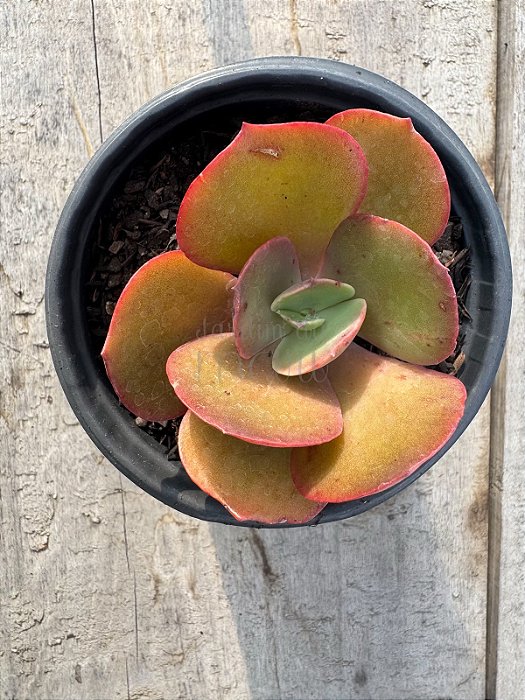 Echeveria ice age reversa