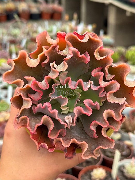 Echeveria corralium G (sem raiz)