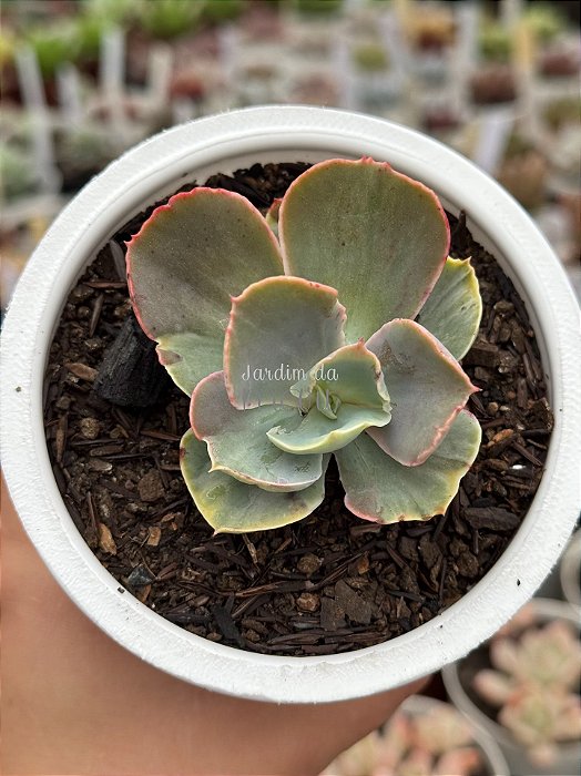 Echeveria chantilly shaviana green mint variegata