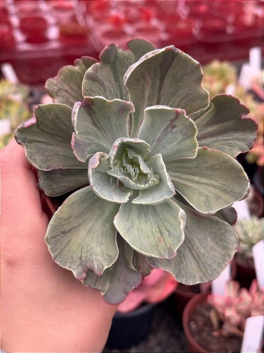 Echeveria chantilly shaviana green mint variegata