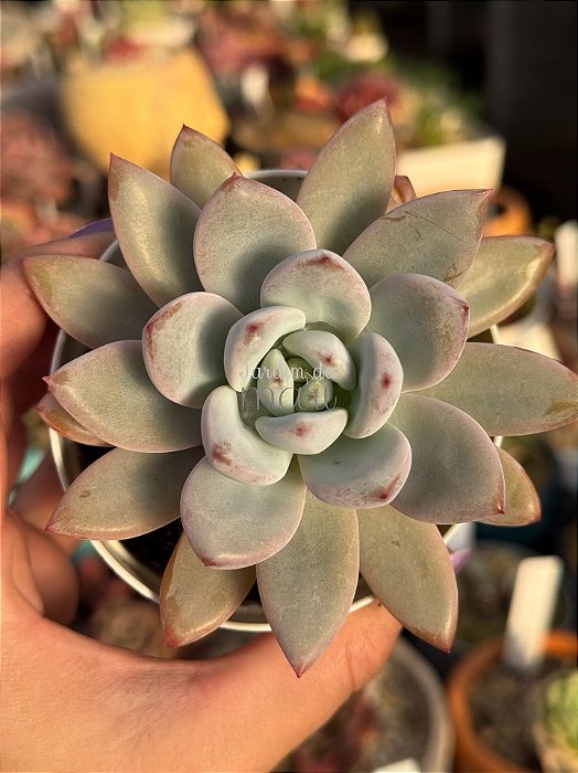 Echeveria star snow