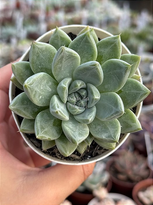 Echeveria night cloud (by Suculentia)