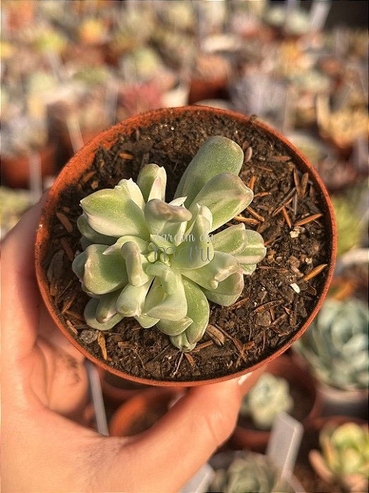 Pachyveria albocarinata variegata