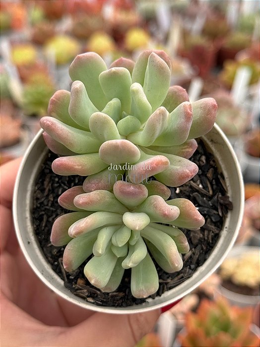 Pachyveria albocarinata variegata