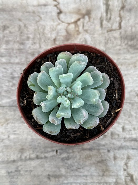 Pachyveria albocarinata variegata