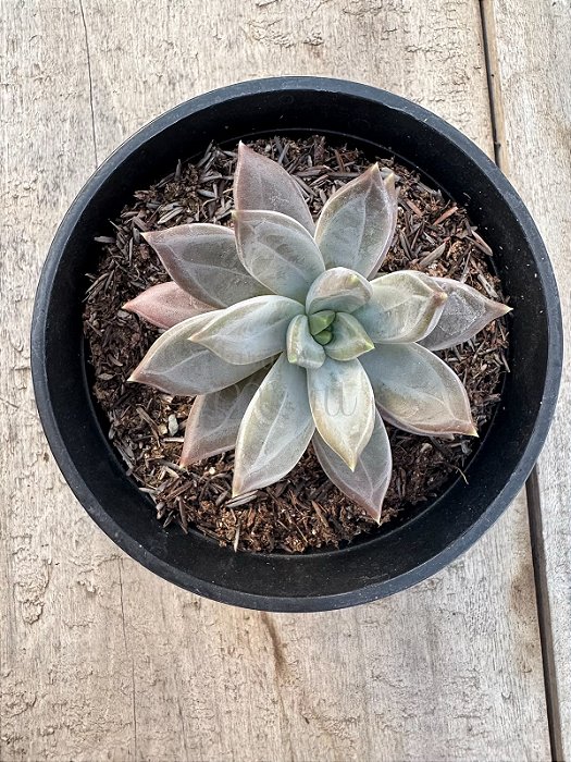 Pachyveria compassion