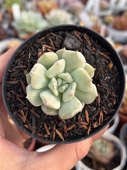 Echeveria peony