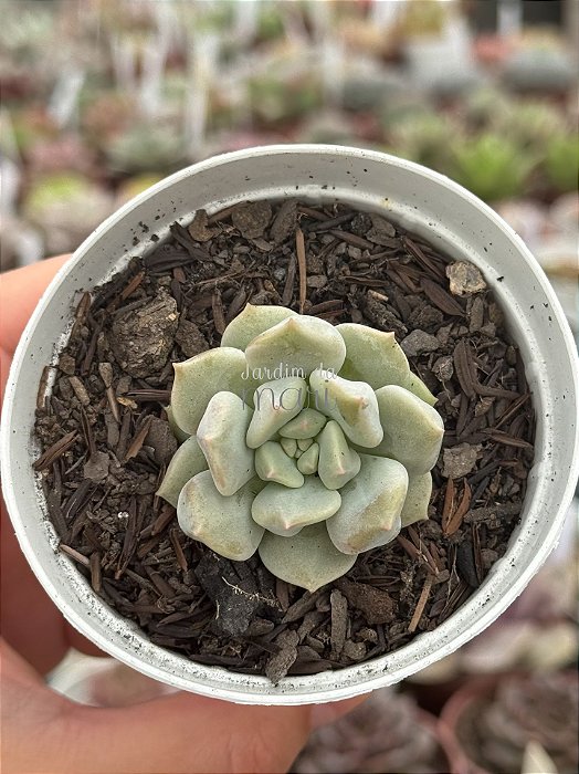 Echeveria peony