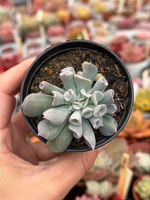 Echeveria pig nose