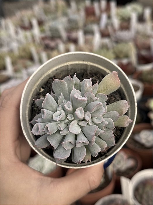 Echeveria pig nose