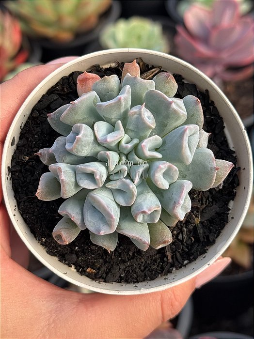 Echeveria pig nose