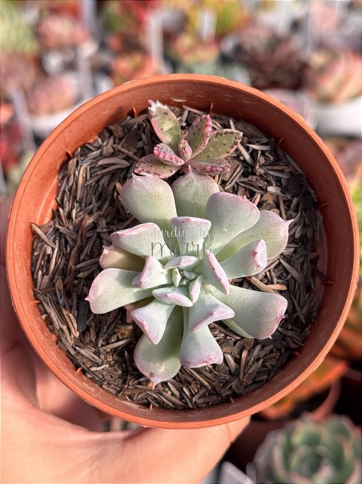 Echeveria pig nose
