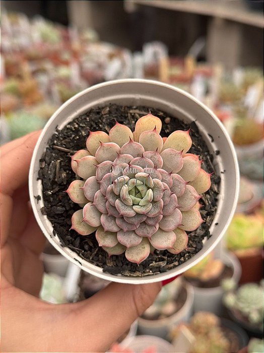 Echeveria giulia