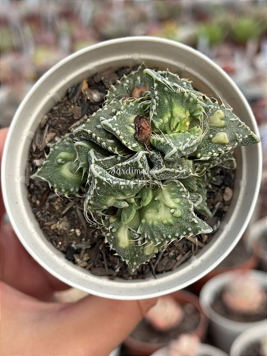 Faucaria tuberculosa monstruosa