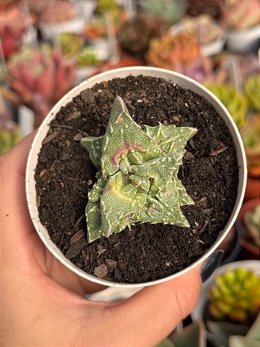 Faucaria tuberculosa monstruosa