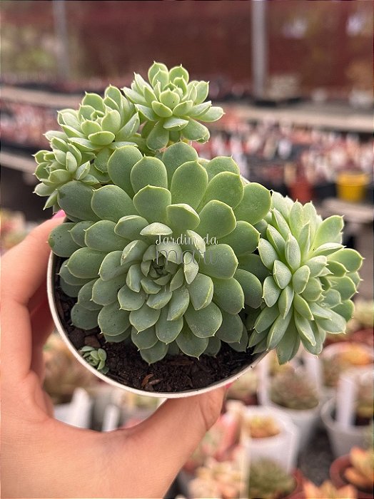 Echeveria butterball (colônia)