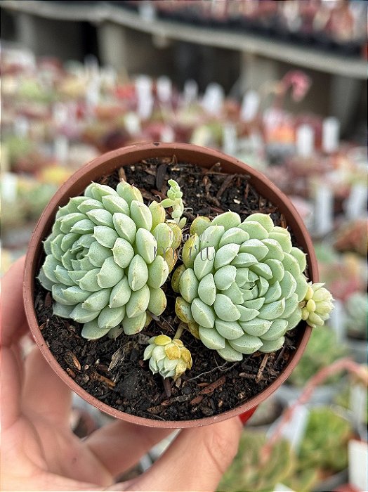 Echeveria butterball (colônia)
