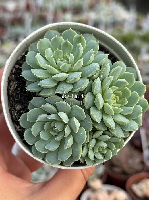 Echeveria butterball (colônia)