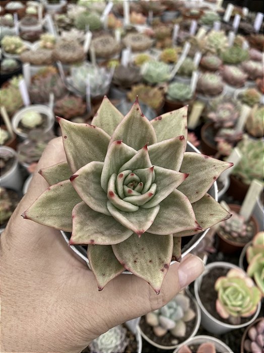 Echeveria ‘jade star’ variegata