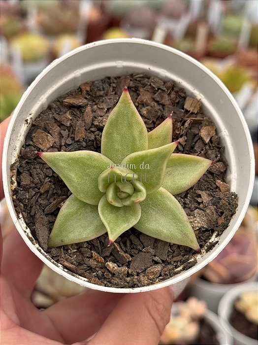 Echeveria ‘jade star’ variegata