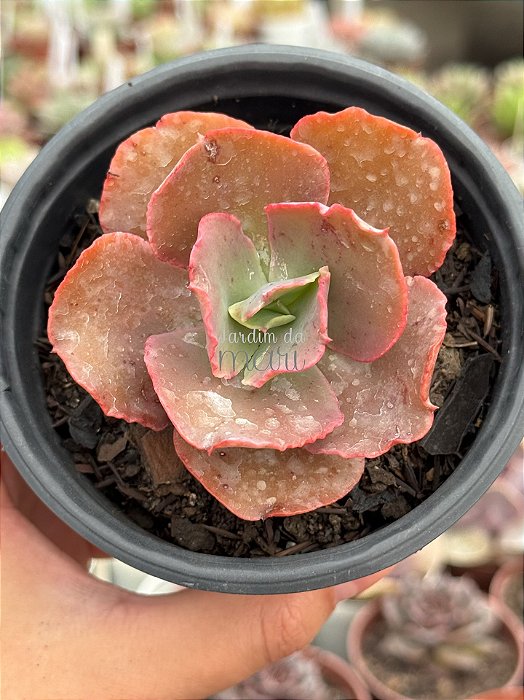 Echeveria can can importada