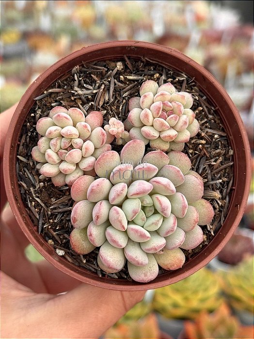 Echeveria cute bean