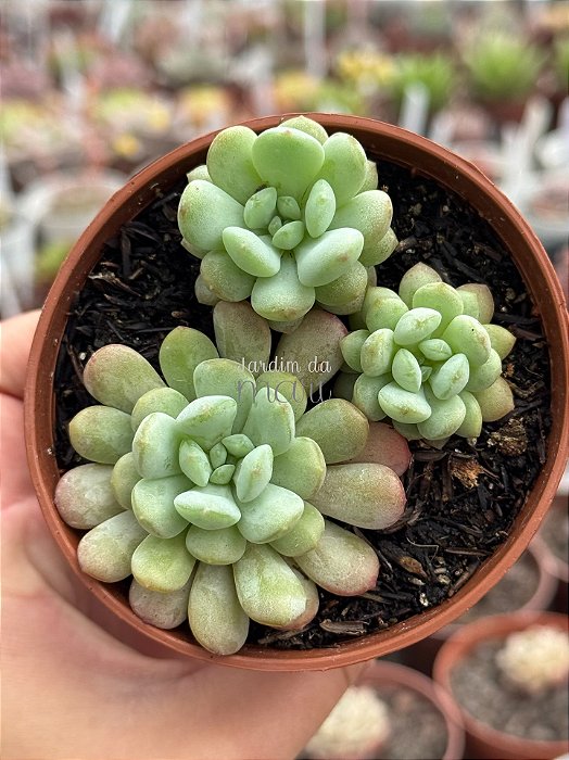 Echeveria cute bean