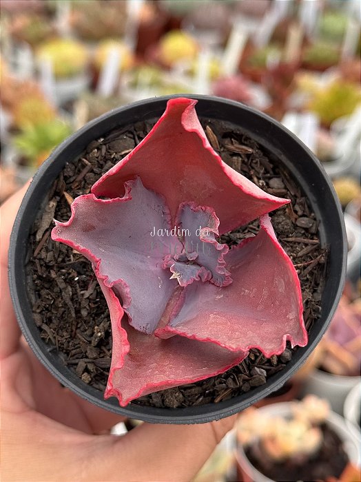 Echeveria ‘true love’ (importada)