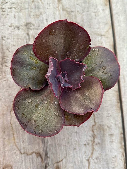 Echeveria ‘true love’