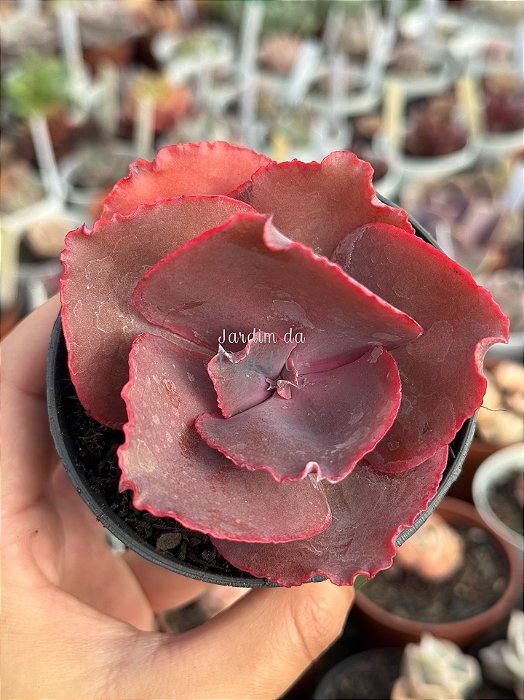 Echeveria ‘true love’ (sem raiz)