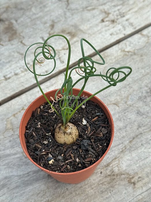 Albuca spiralis (folhas finas) P