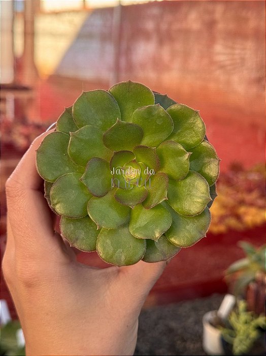 Aeonium tsavorite