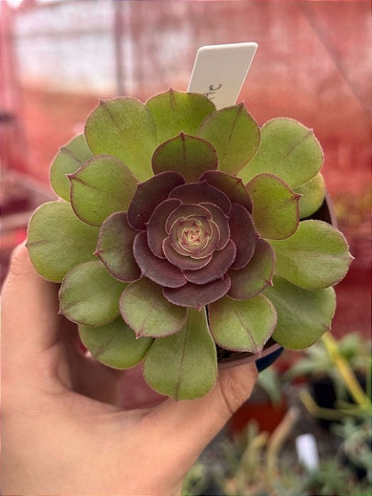Aeonium tsavorite
