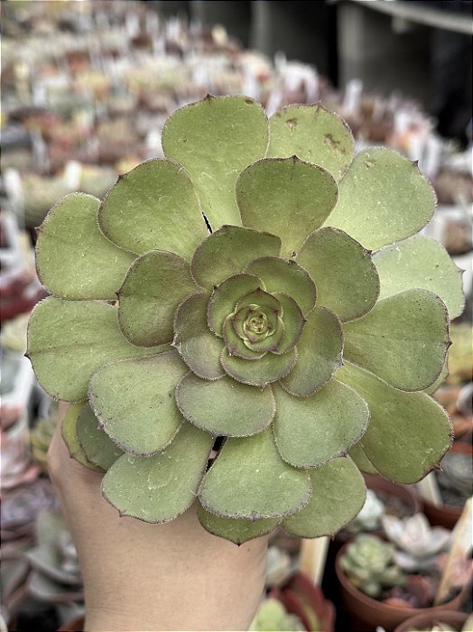 Aeonium tsavorite