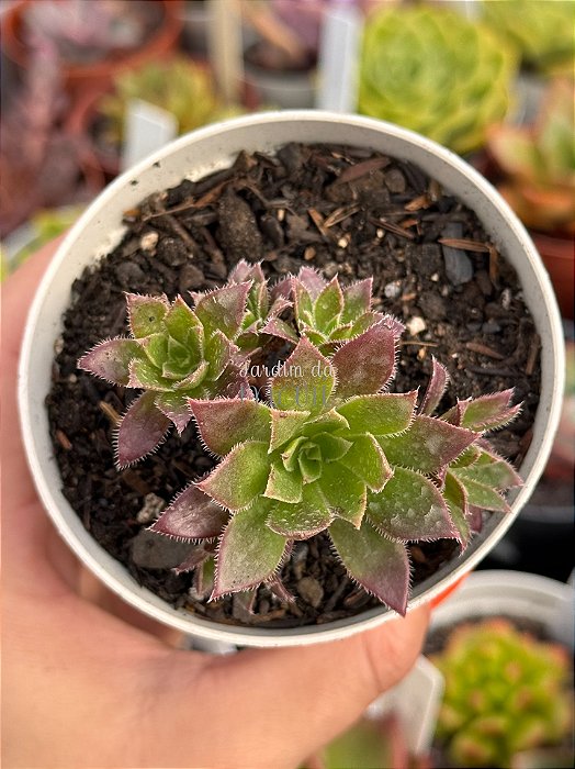 Aeonium firecracker